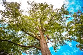 Best Tree Removal  in Citrus Hills, FL